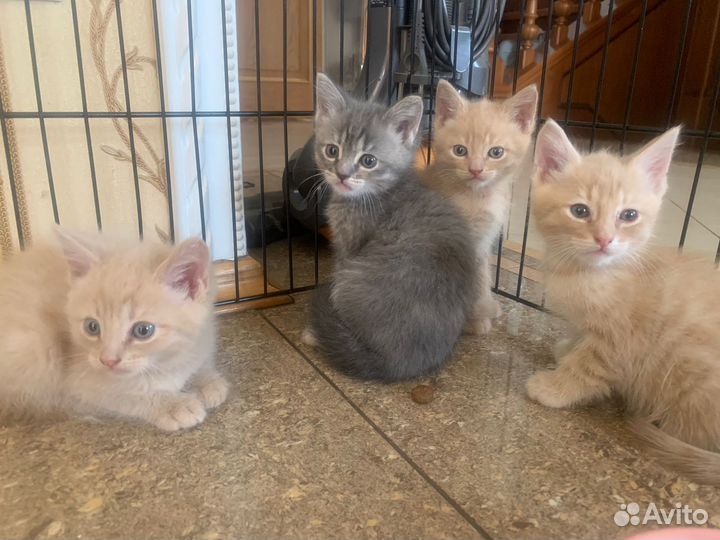 Котята в добрые руки
