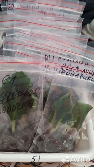 Набор черенков фиалок 30 шт в кор 51