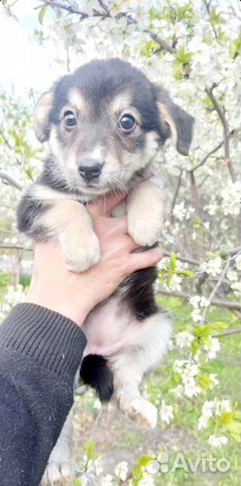 Щенок девочка 2 мес в дом