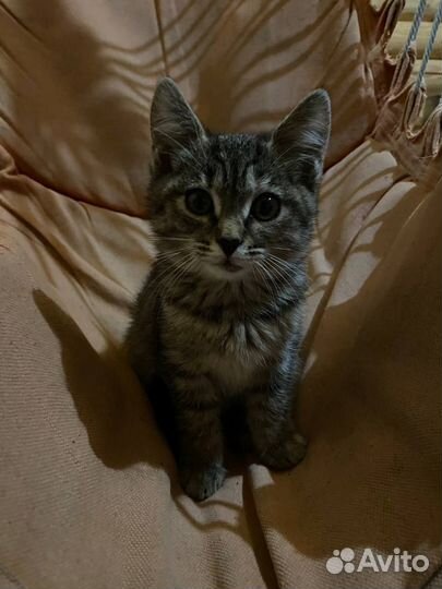 Очень красивая мурлыка