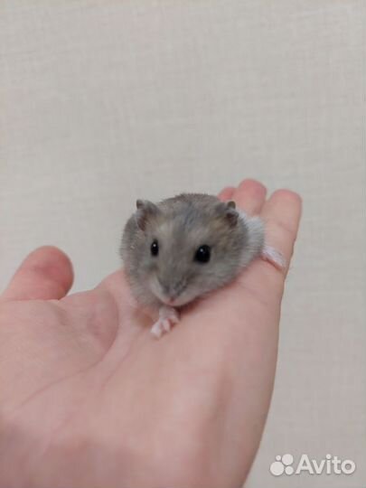 Джунгарский хомяк