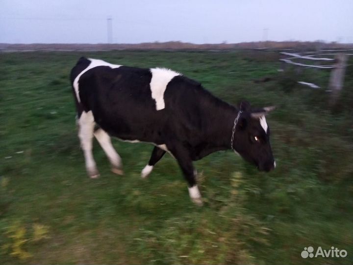 Корова, нетели, быки