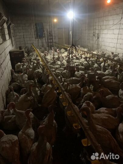 Индюшата подрощенные