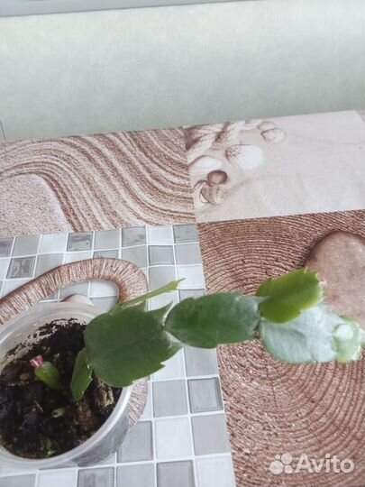 Жёлтый декабрист