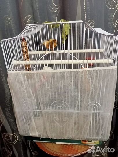 Поющая канарейка (кенар) с клеткой