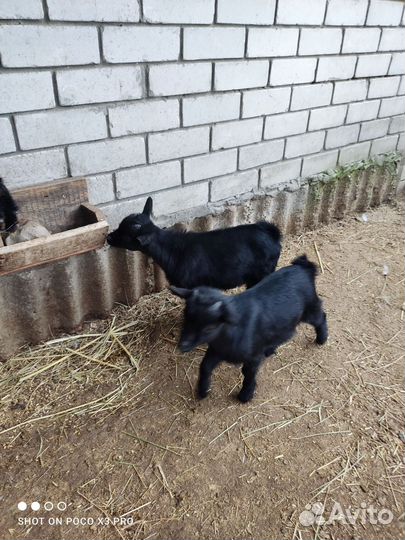 Камерунские козлята