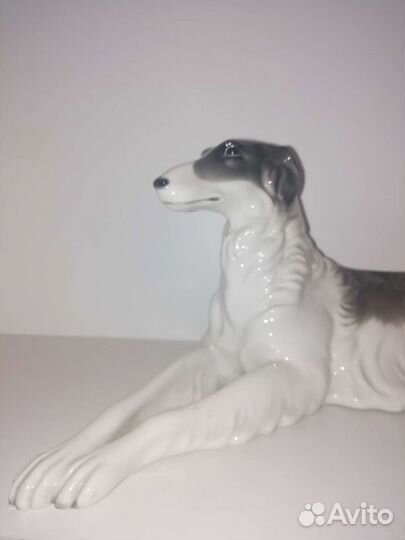 Русская борзая, Германия, не Rosenthal