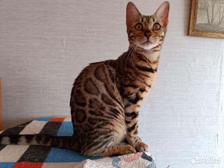 Леопардовая красавица