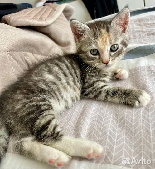 Кошечка 1,5 мес., в дар