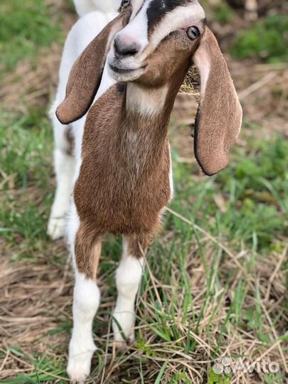 Камори,камерунские