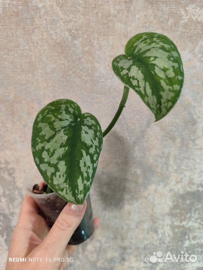 Сциндапсус пиктус треби и монстера перу