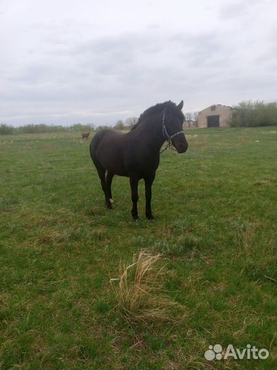 Продам кобылу