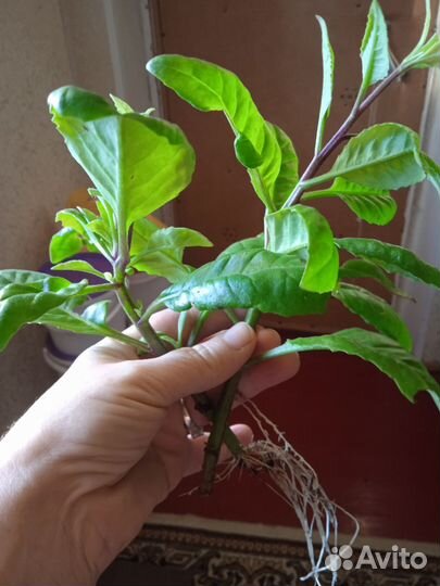 Джинура листья бога, от 100 болезней