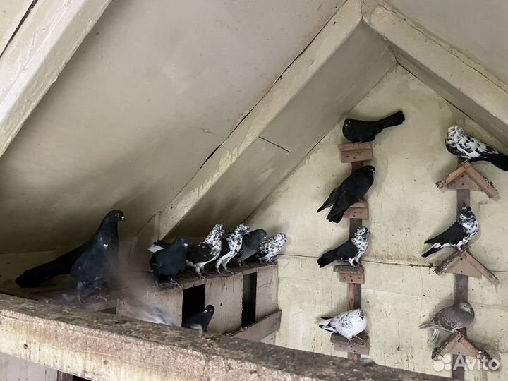 Продаю голубей
