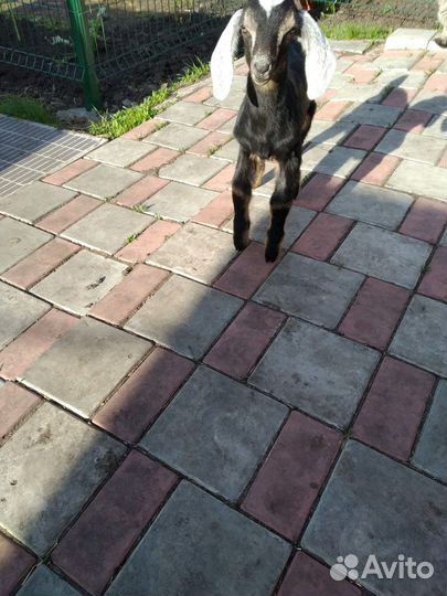 Нубийские козлята