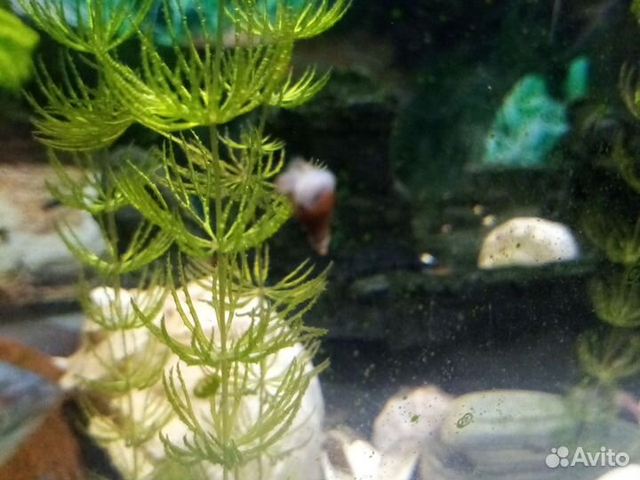 Улитки Милании