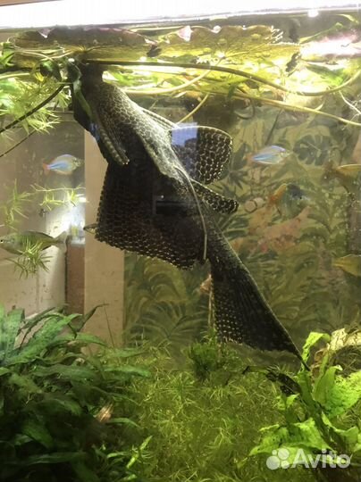 Сом парчовый,40 см