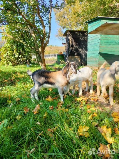 Козлята нубийские