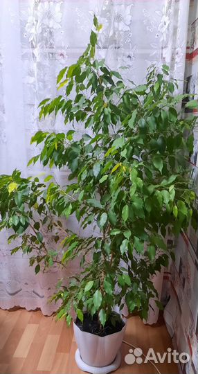 Фикус бенджамина большой