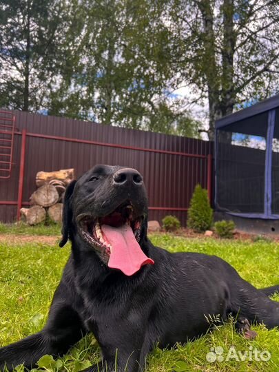 Собака только в самые добрые и заботливые руки