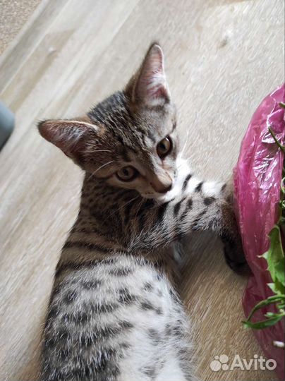 Котенок Фунтик