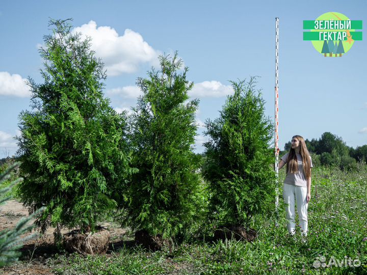Туи брабант 200 см свежая копка 2023