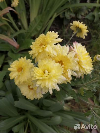 Хризантема