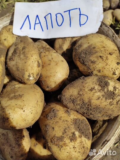 Картофель семенной Уника,Шервари пирошка,Сынок