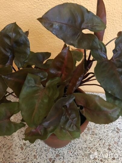 Сингониум Мария Берри Ред Эрроу Моттлед ред Харт