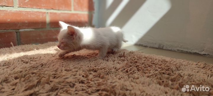 Котята в добрые руки бесплатно