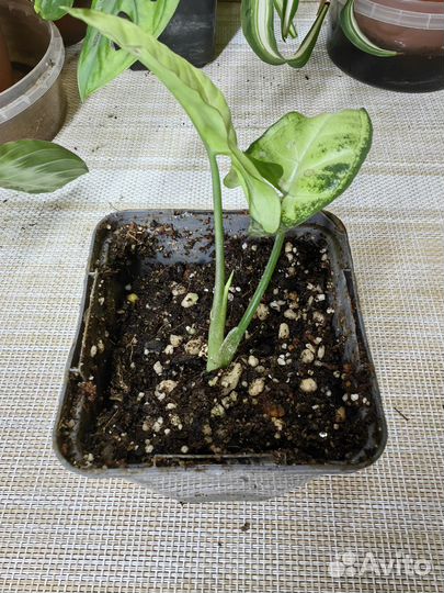 Набор растений для фитостены, цена за всё