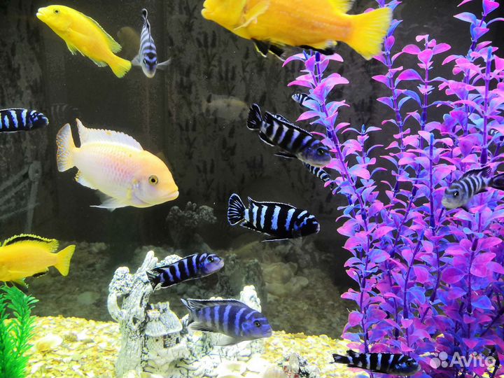 Цихлиды демасони