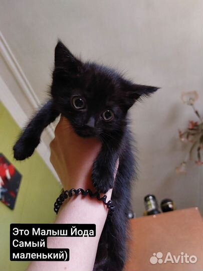 Котята в добрые руки