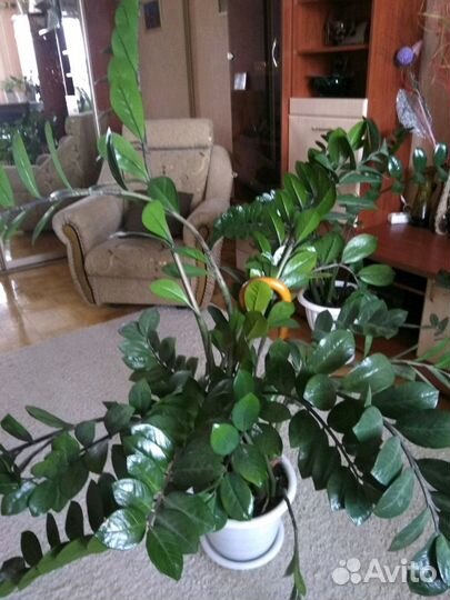 Замиокулькас