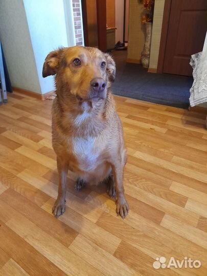 Собака в добрые руки отдам бесплатно