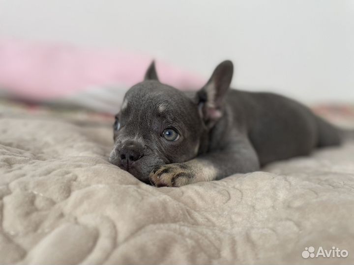 Французский бульдог