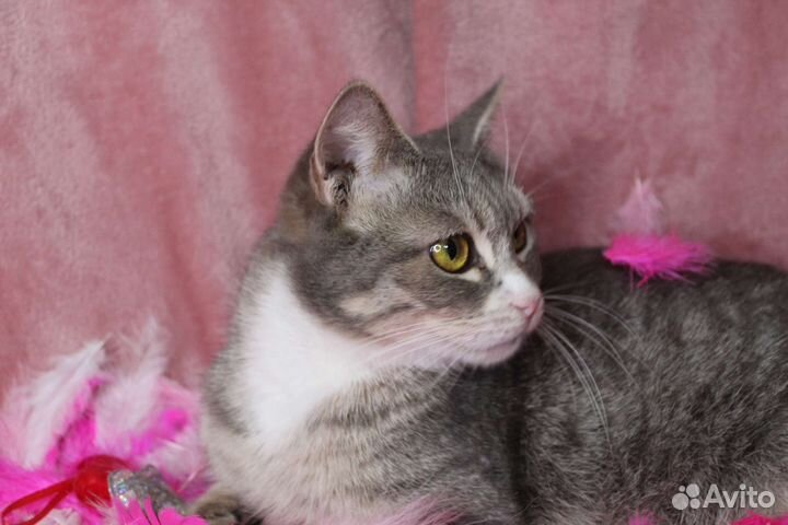 Кошка с шикарным взглядом