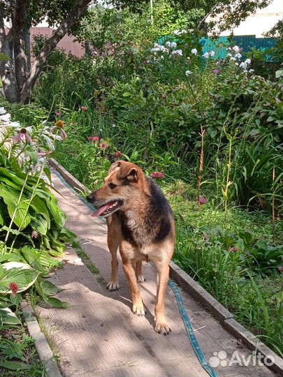 Улыбака в добрые руки