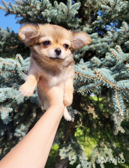 Чихуахуа мини девочка