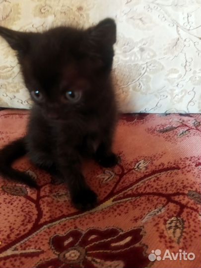 Котята в добрые руки бесплатно