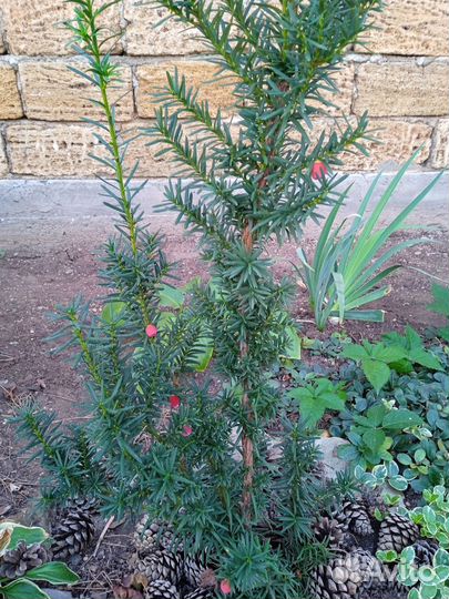 Тис ягодный