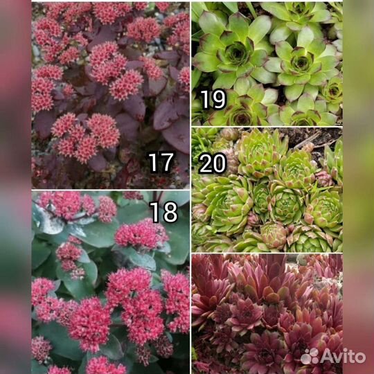 Многолетние цветы. Хосты, примулы, ирисы и т.д