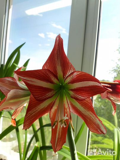 Комнатные цветы