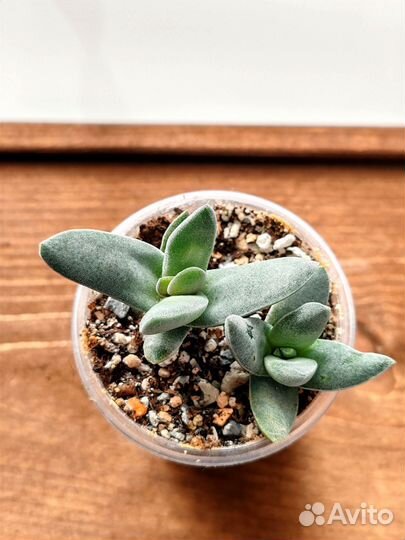 Суккуленты