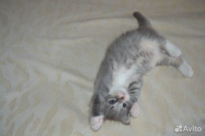 Котенок