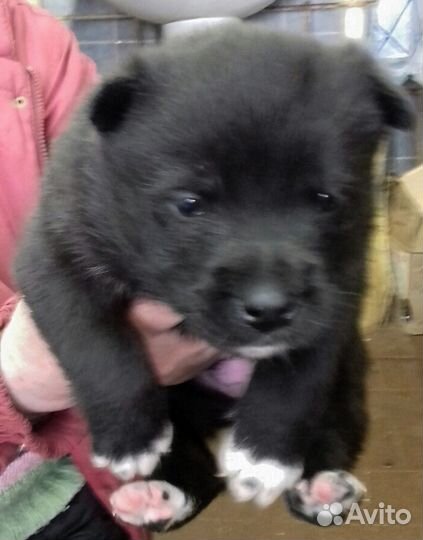 Малыши в дар