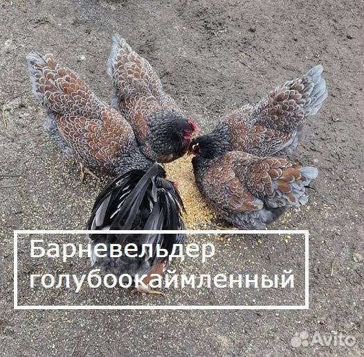 Лакенфельдер Форверк Брекель Барневельдер