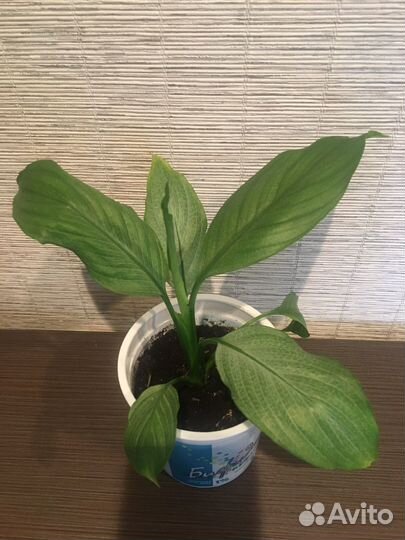 Спатифиллум Spilt milk