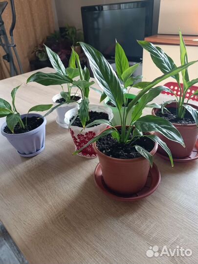 Спатифиллум