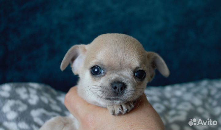 Щенки чихуахуа мини